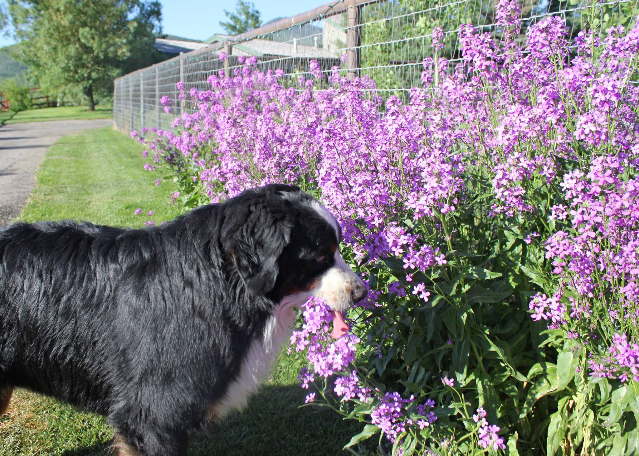 Sunny BERNESE MOUNTAIN DOG UTAH WESTERN USA